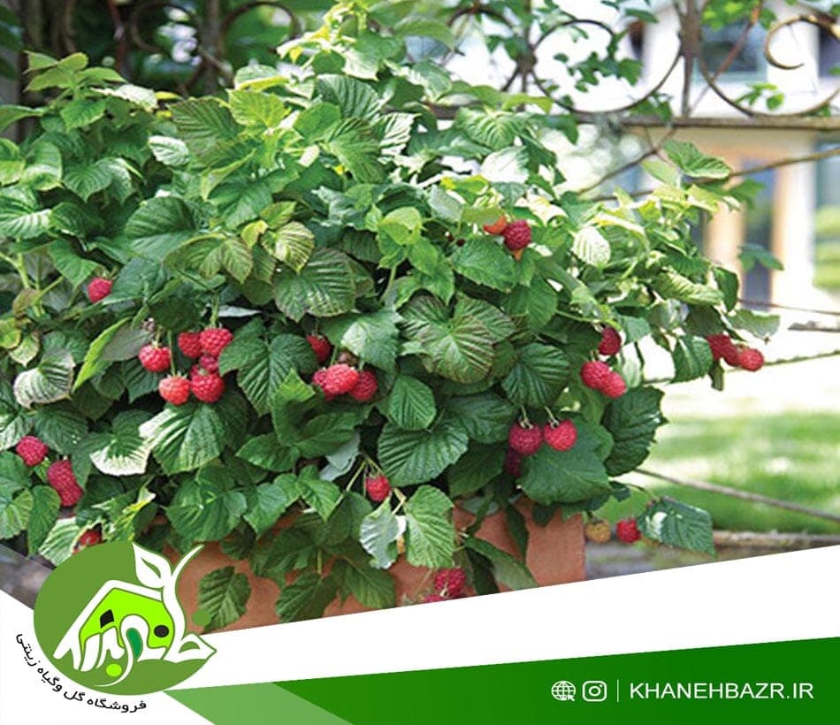 بذر میوه رازبری قرمز یا رز بری قرمز — تصویر ۲