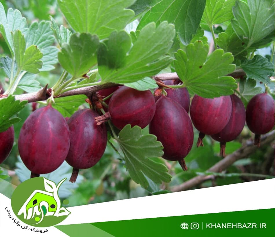 بذر گوس بری بنفش کمیاب — تصویر ۲