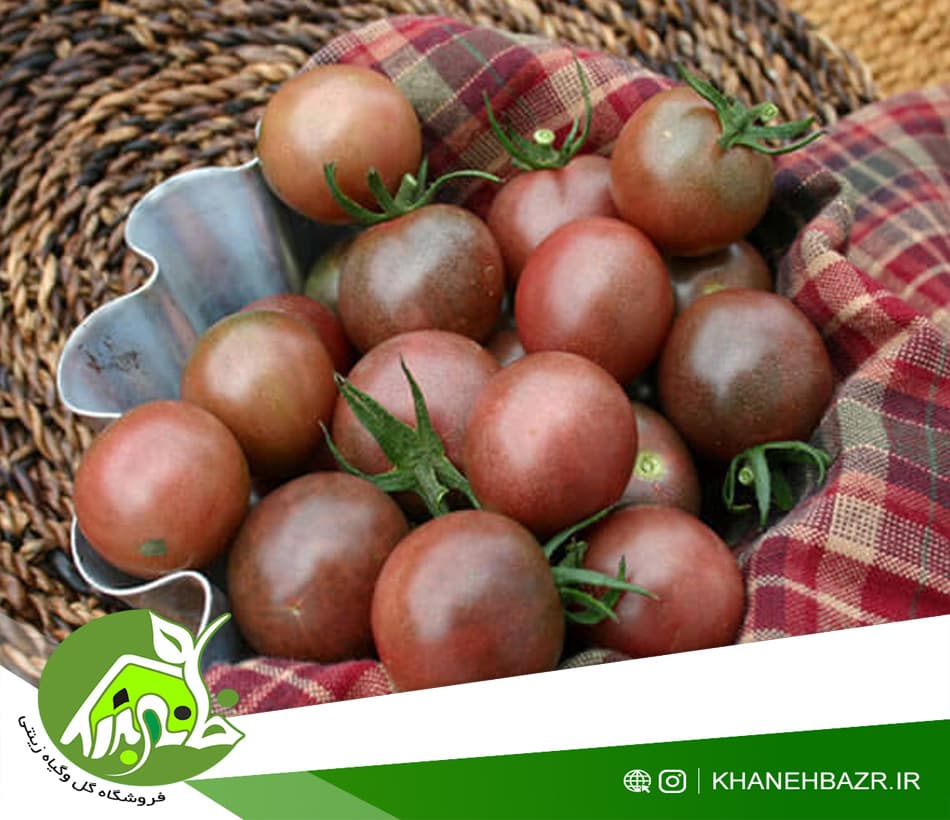 بذر گوجه فرنگی چری شکلاتی 10 عدد — تصویر ۴