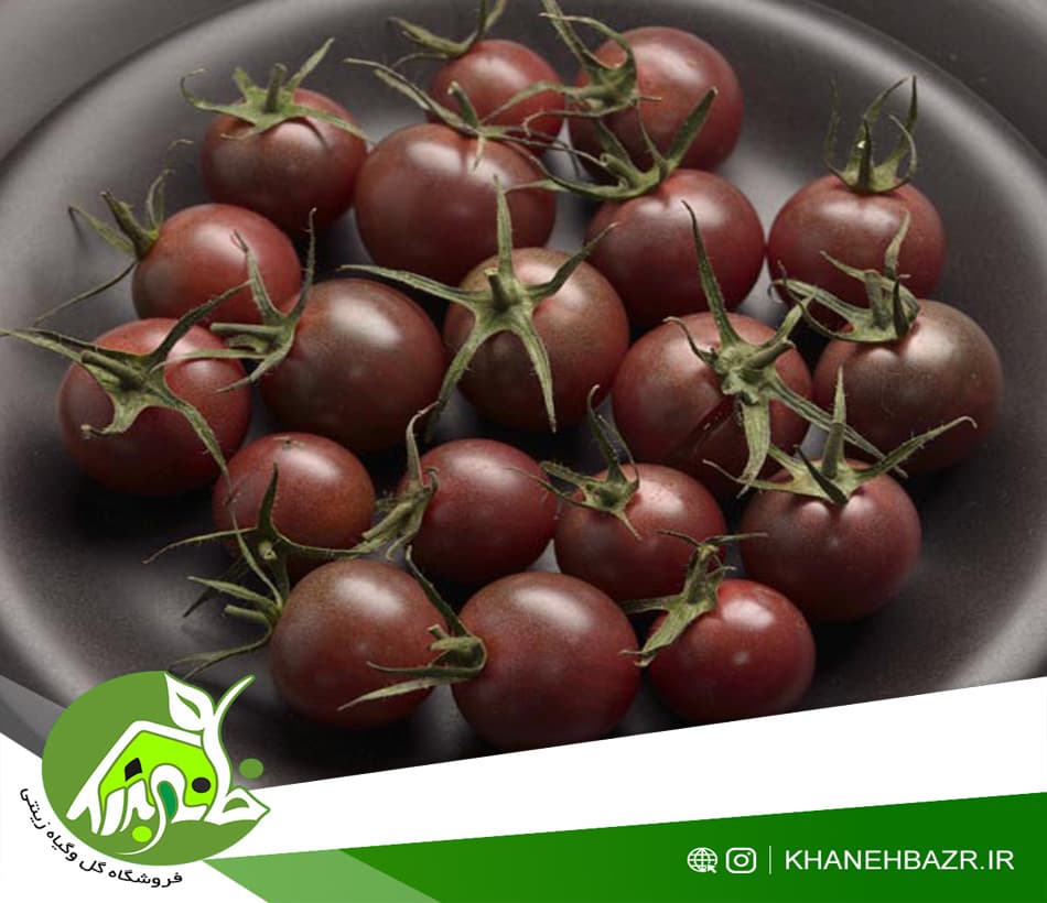 بذر گوجه فرنگی چری شکلاتی 10 عدد — تصویر ۳