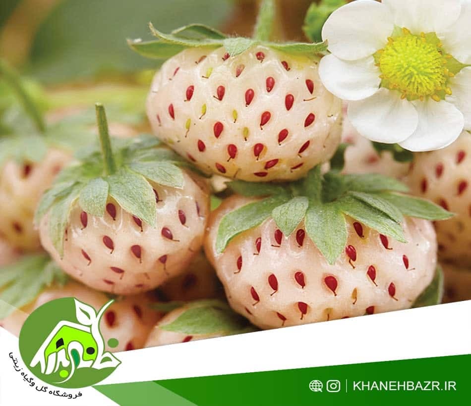 بذر توت فرنگی سفید