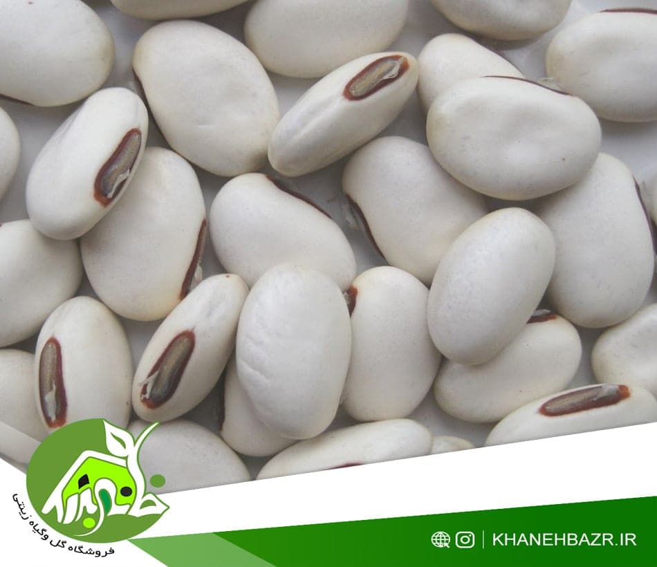 بذر لوبیا جک غول پیکر — تصویر ۳