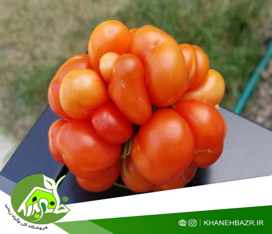 بذر گوجه فرنگی سفر دریایی