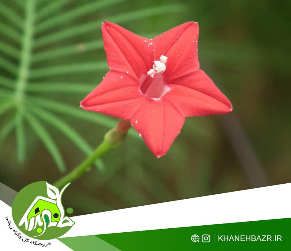 بذر پیچک نیلوفر سروتاک — تصویر ۲