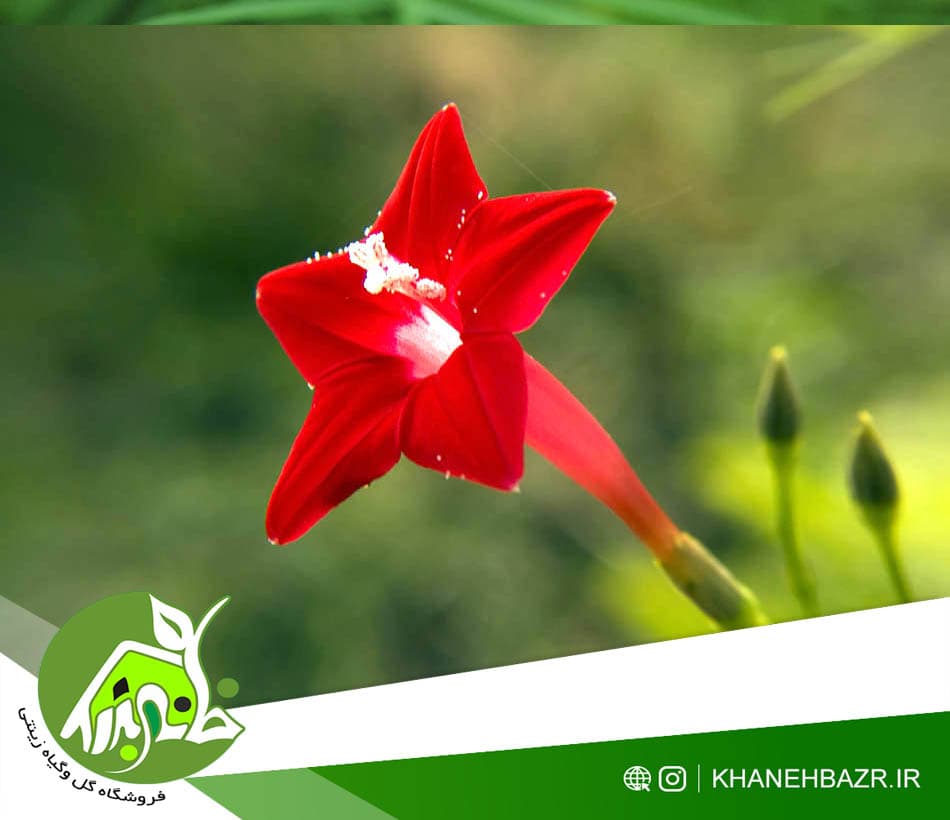 بذر پیچک نیلوفر سروتاک — تصویر ۳