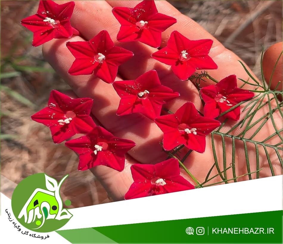 بذر پیچک نیلوفر سروتاک
