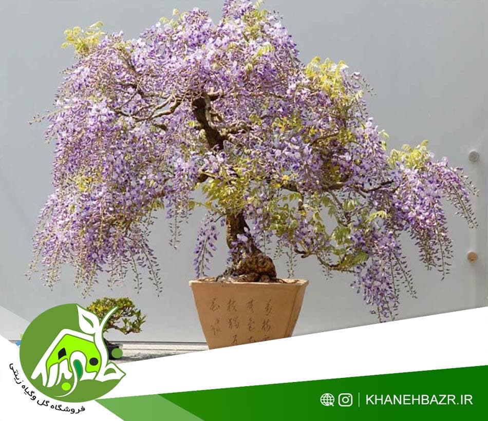 بذر پیچک گلیسین یا ویستریا — تصویر ۶