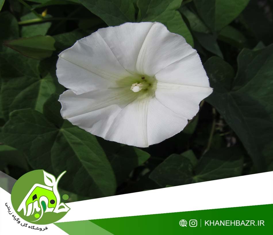 بذر پیچک جنگلی پرچینی — تصویر ۵