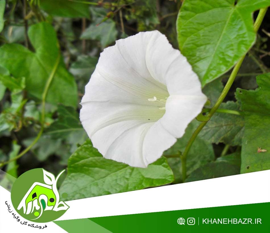 بذر پیچک جنگلی پرچینی