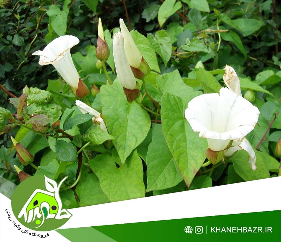 بذر پیچک جنگلی پرچینی — تصویر ۶