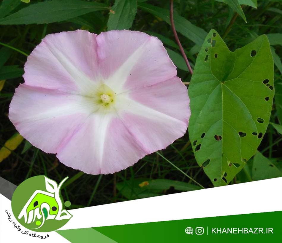 بذر پیچک جنگلی پرچینی — تصویر ۴
