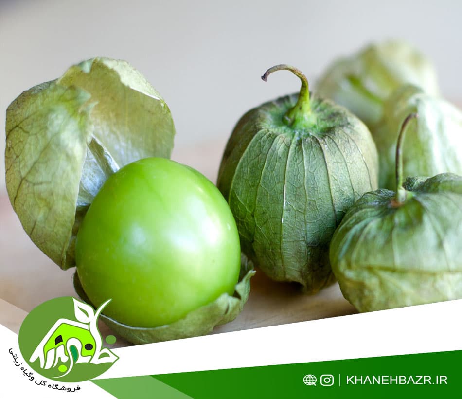 بذر فیسالیس سبز