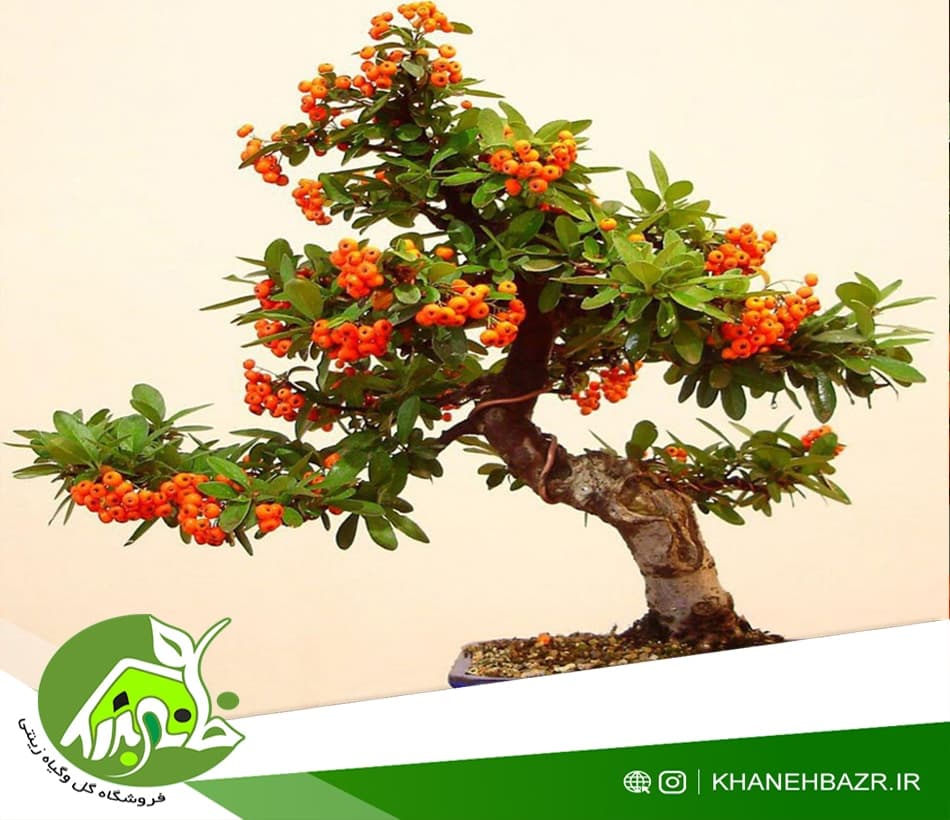 بذر درختچه پیراکانتا نارنجی