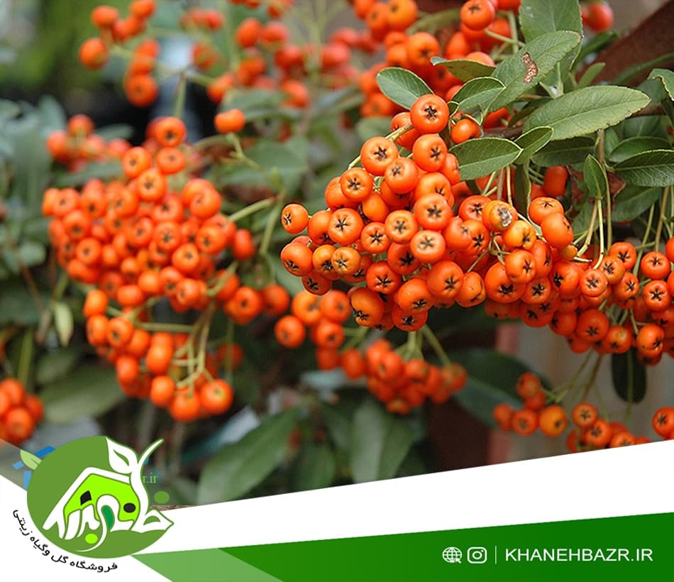 بذر درختچه پیراکانتا نارنجی — تصویر ۲