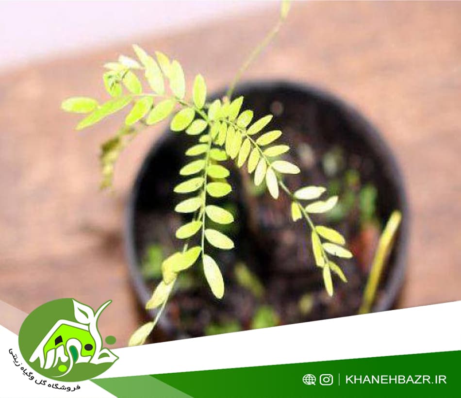 بذر درختچه لیلکی 10 عددی — تصویر ۴