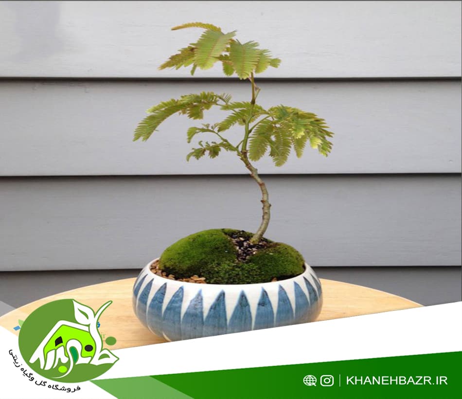 بذر درختچه لیلکی 10 عددی