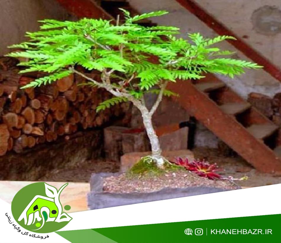 بذر درختچه لیلکی 10 عددی — تصویر ۳