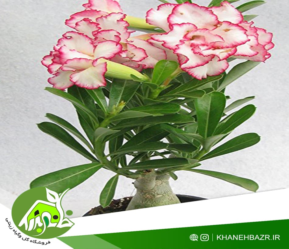 بذر درختچه آدنیوم میکس — تصویر ۴