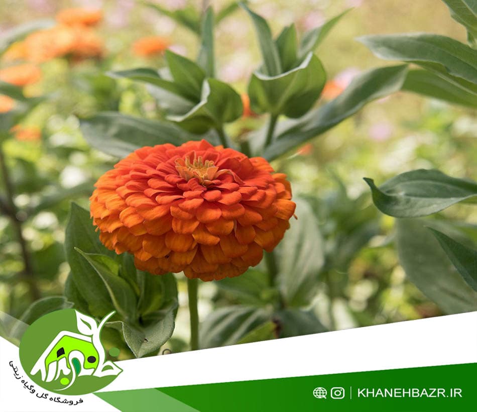 بذر گل آهار نارنجی