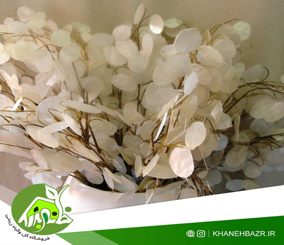 بذر گل سکه ای یا علف ماه — تصویر ۳