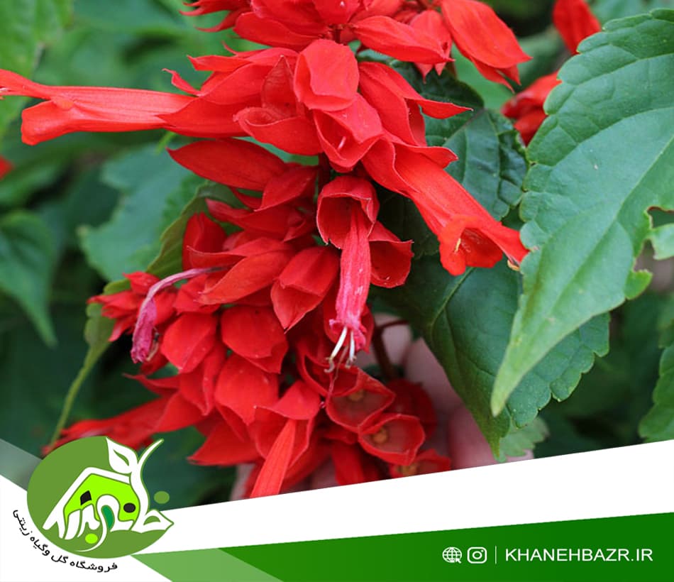 بذر گل سلوی یا مریم گلی زینتی