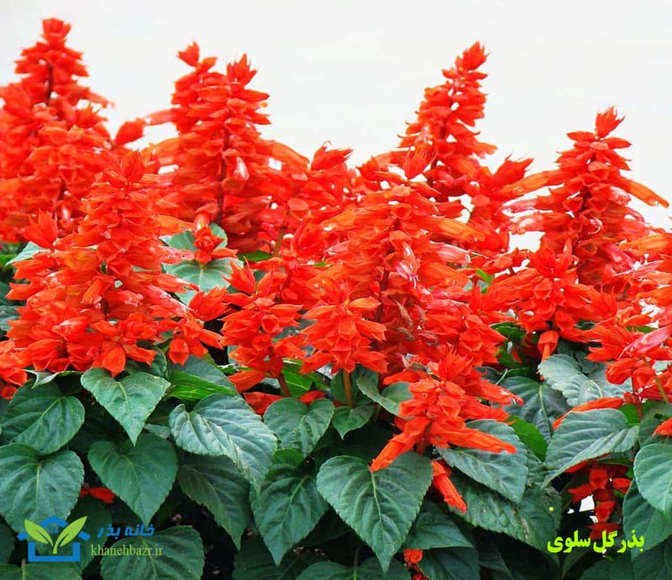 بذر گل سلوی یا مریم گلی زینتی — تصویر ۲