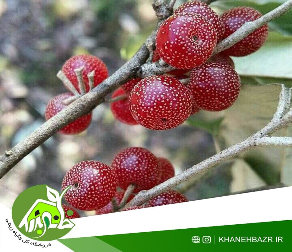 بذر سیلور بری یا انگور فرنگی — تصویر ۳