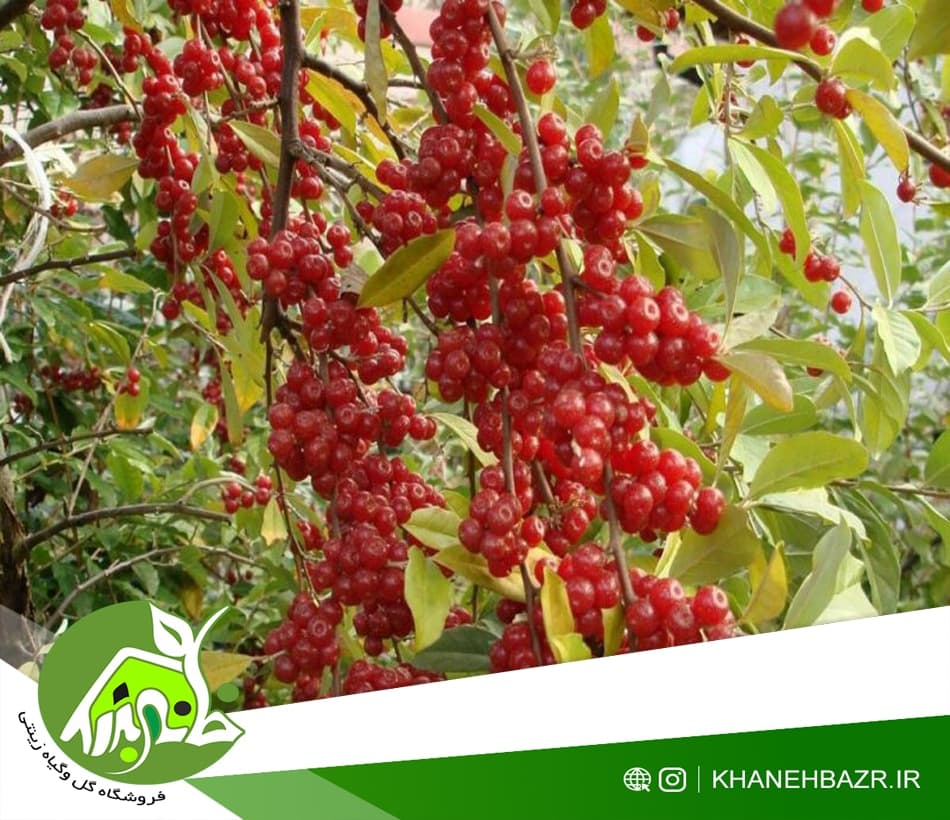 بذر سیلور بری یا انگور فرنگی — تصویر ۲