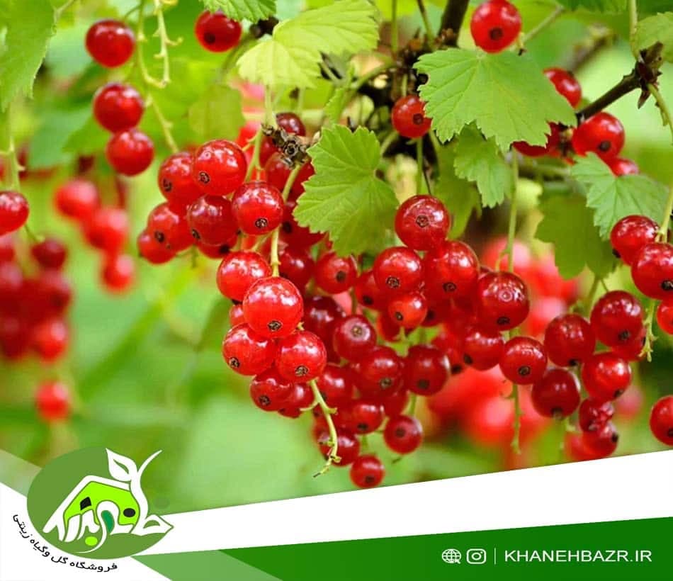 بذر رد کارنت یا انگور فرنگی قرمز 5 عدد — تصویر ۳