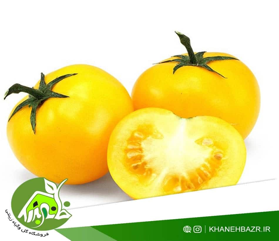 بذر گوجه فرنگی چری زرد — تصویر ۲