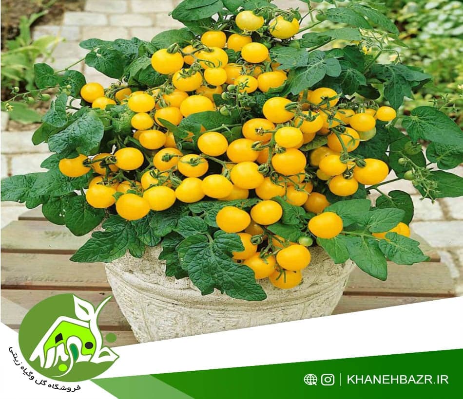 بذر گوجه فرنگی چری زرد — تصویر ۳