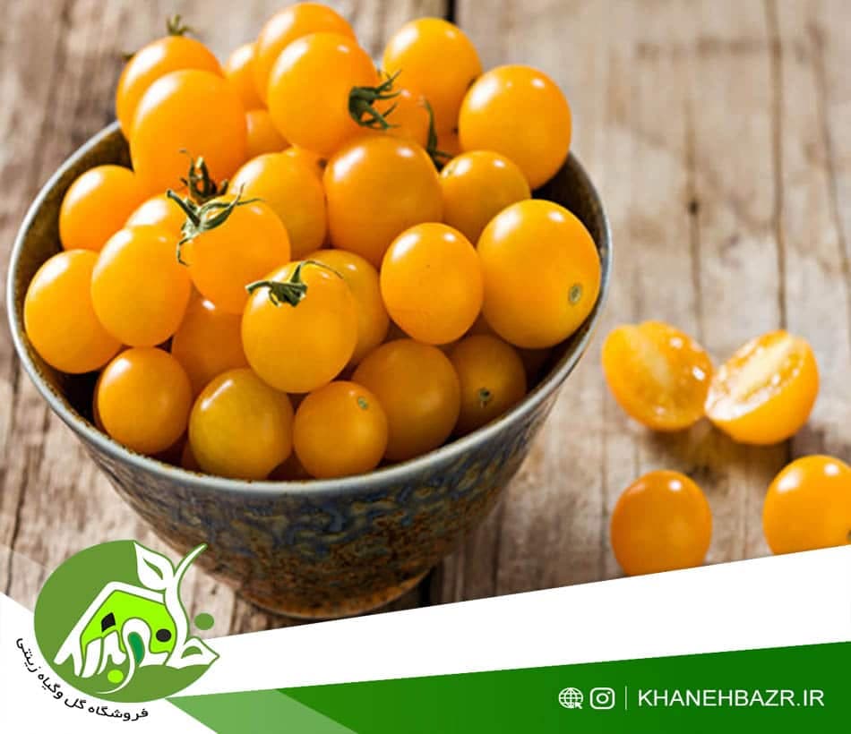 بذر گوجه فرنگی چری زرد
