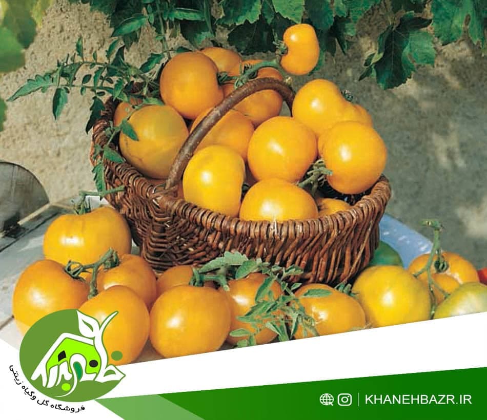 بذر گوجه فرنگی چری زرد — تصویر ۴