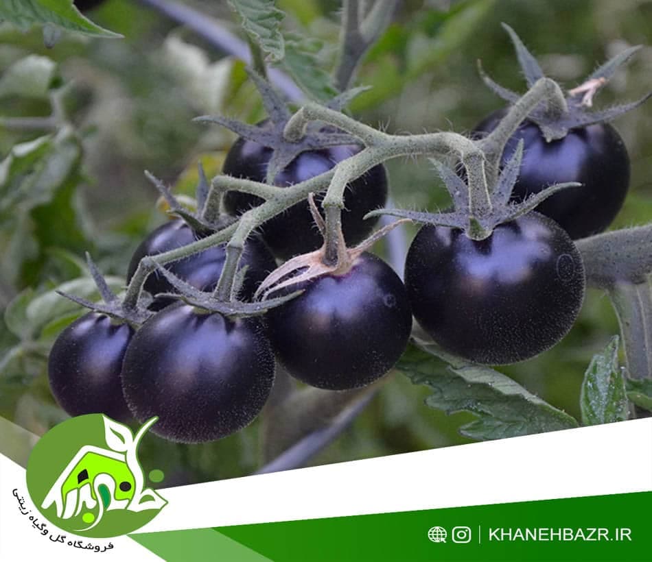 بذر گوجه فرنگی چری مشکی 10 عدد — تصویر ۳