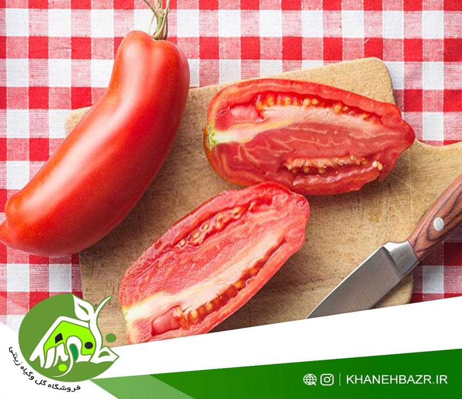 بذر گوجه فرنگی شیطان نیوجرسی — تصویر ۳