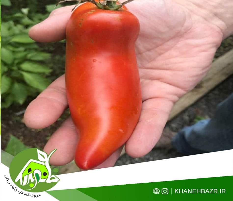 بذر گوجه فرنگی شیطان نیوجرسی — تصویر ۲