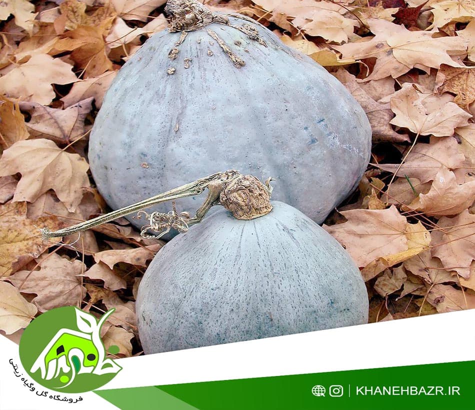 بذر کدو آبی هیوبارد — تصویر ۲