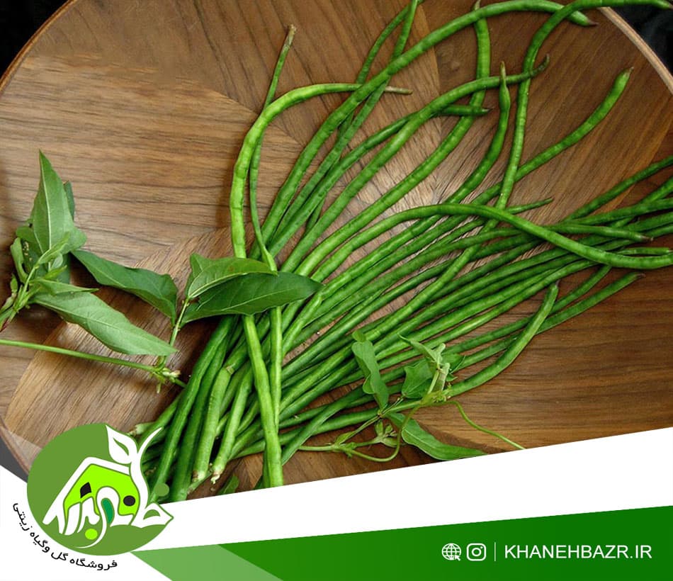 بذر لوبیا متری سبز