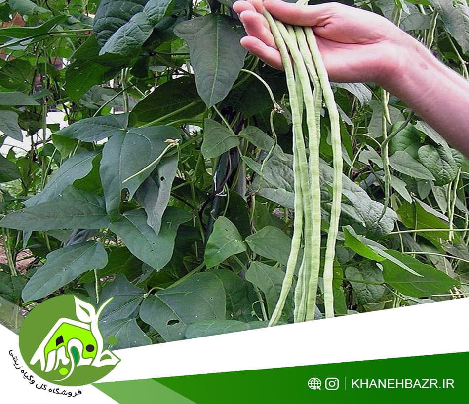 بذر لوبیا متری سبز — تصویر ۵