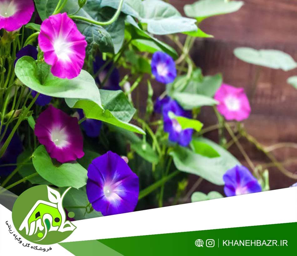 بذر پیچک الوان نیلوفر اسپانیا 10عددی — تصویر ۲