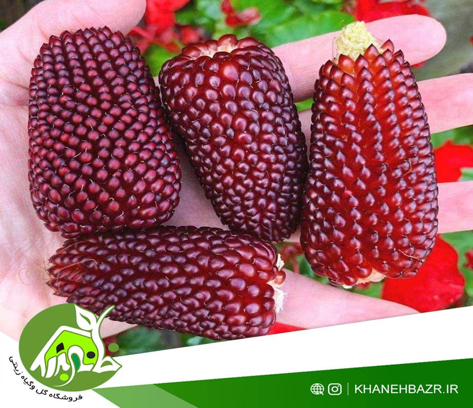 بذر ذرت توت فرنگی 5عدد
