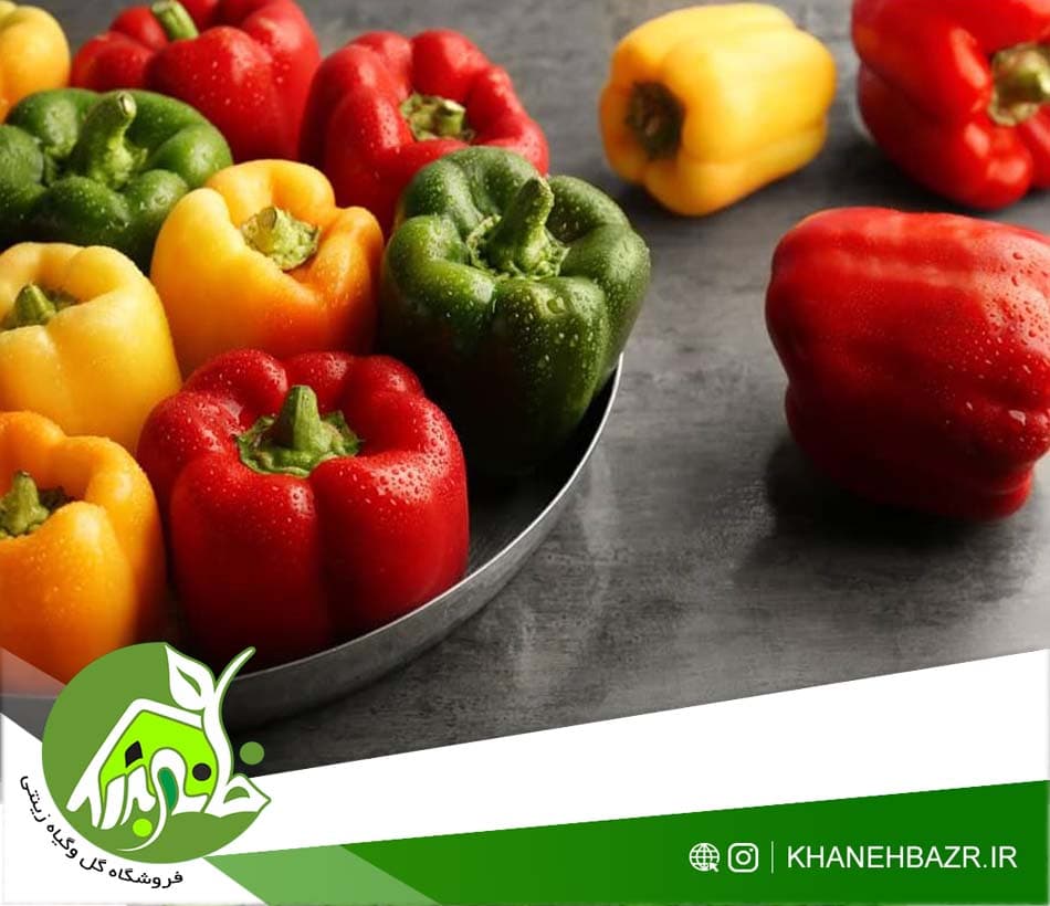 بذر میکس فلفل دلمه مینیاتوری