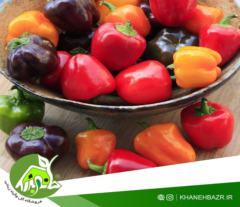 بذر میکس فلفل دلمه مینیاتوری — تصویر ۲