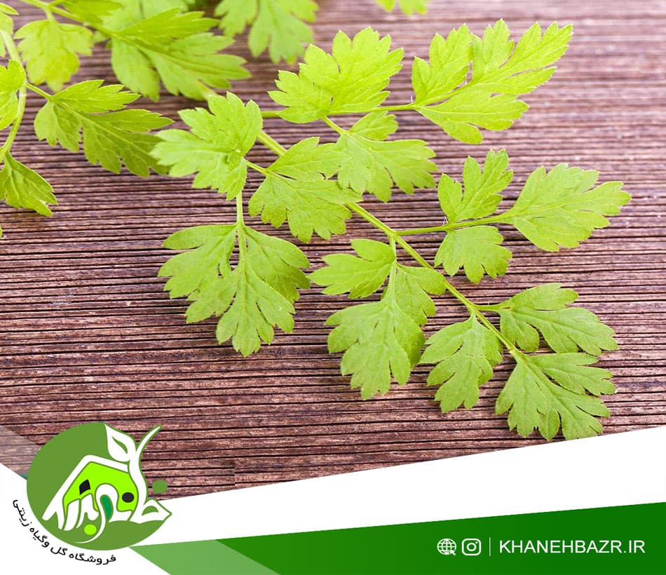 بذر سبزی جعفری
