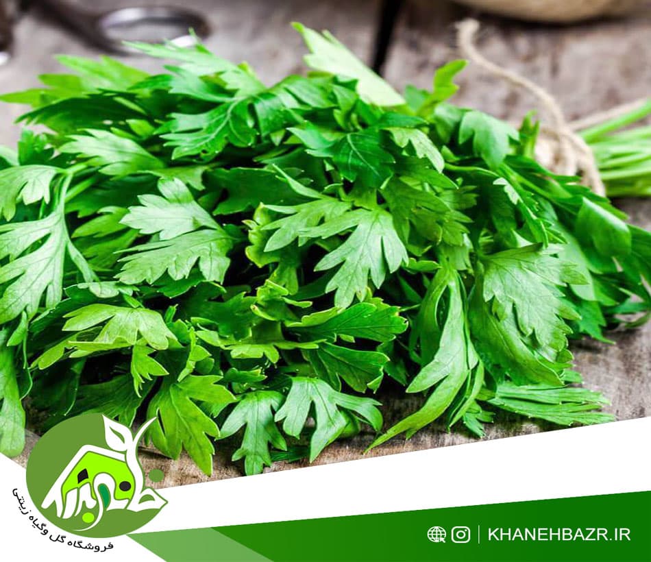 بذر سبزی جعفری — تصویر ۴