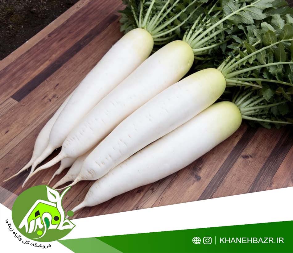 بذر تربچه سفید کشیده