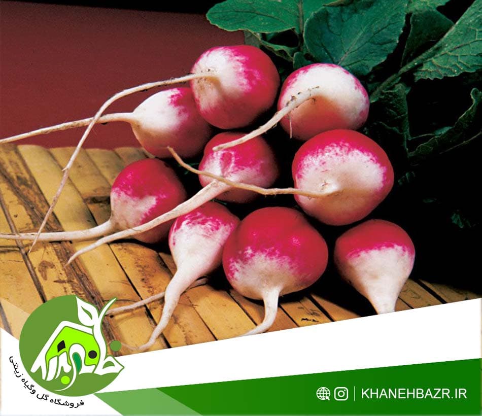 بذر تربچه گرد دو رنگ 50عدد