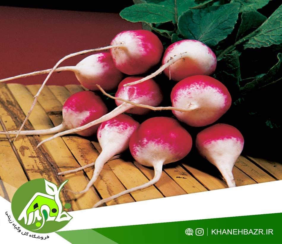 بذر تربچه گرد دو رنگ 50عدد — تصویر ۲