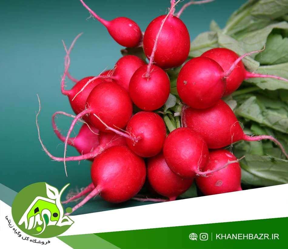 بذر تربچه نقلی گرد قرمز