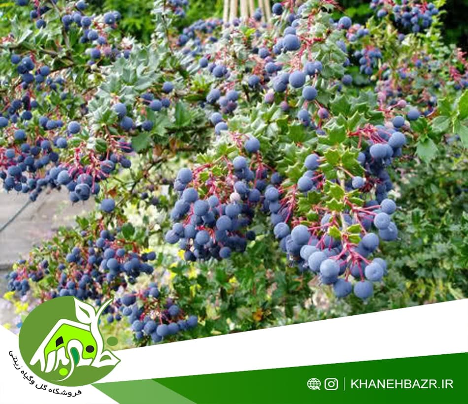 بذر درخت زرشک سیاه — تصویر ۲
